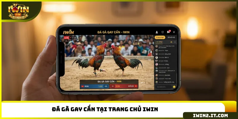 Đá gà gay cấn tại trang chủ IWIN